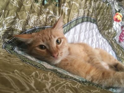 Лот: 14314243. Фото: 1. Кошка. Кошки, котята