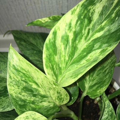 Лот: 18619369. Фото: 1. Эпипремнум «Marble Queen». Горшечные растения и комнатные цветы