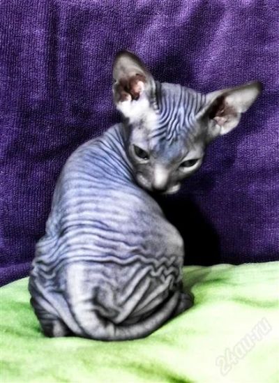 Лот: 2654675. Фото: 1. Котик Донского сфинкса. Кошки, котята