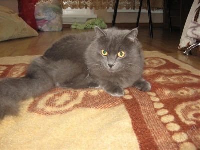 Лот: 1807461. Фото: 1. Отдаем в хорошие руки ангорского... Кошки, котята