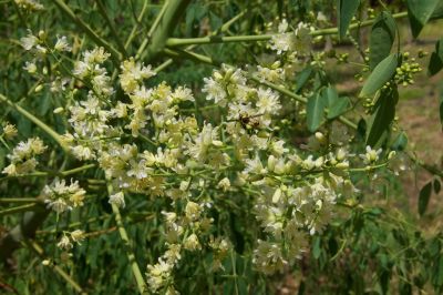 Лот: 3699306. Фото: 1. Moringa stenopetala. Капустное... Горшечные растения и комнатные цветы