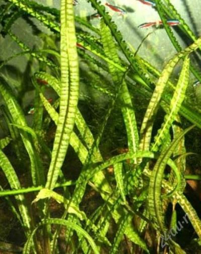 Лот: 2298769. Фото: 1. Cryptocoryne crispatula var. balansae. Водные растения