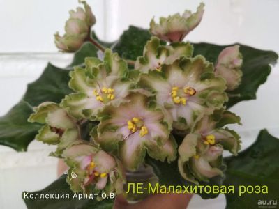 Лот: 13688032. Фото: 1. ЛЕ-Малахитовая роза, розетка. Горшечные растения и комнатные цветы