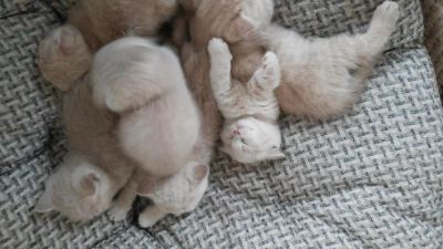 Лот: 4162459. Фото: 1. отдам британских котят ( вислоухие... Кошки, котята