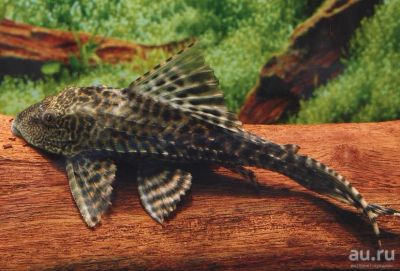 Лот: 15618310. Фото: 1. Птеригоплихт парчовый (Pterygoplichthys... Рыбки