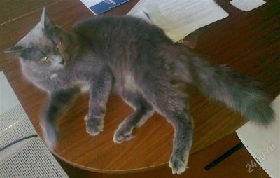 Лот: 1209895. Фото: 1. Отдам в хорошие руки кота. Остальные животные