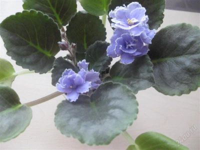 Лот: 2338051. Фото: 1. сортовая фиалкa "голубая кровь... Горшечные растения и комнатные цветы