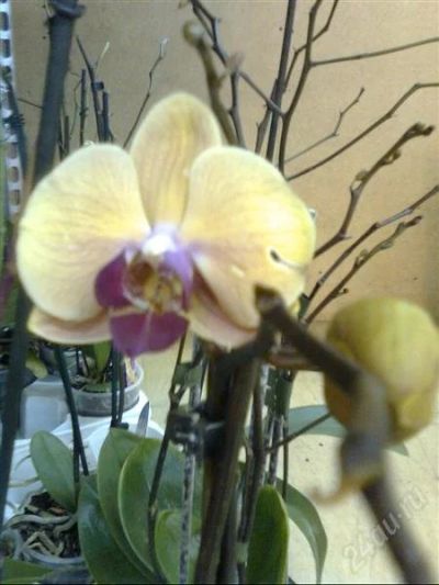 Лот: 825533. Фото: 1. Орхидея Фаленопсис бежевая с сиреневой... Горшечные растения и комнатные цветы