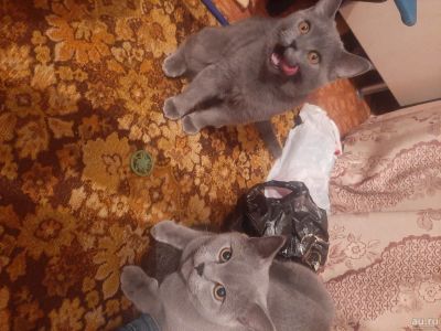 Лот: 17896669. Фото: 1. Британские котята. Кошки, котята