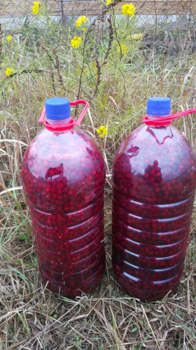 Лот: 10196727. Фото: 1. Брусника залитая родниковой водой... Ягоды, орехи