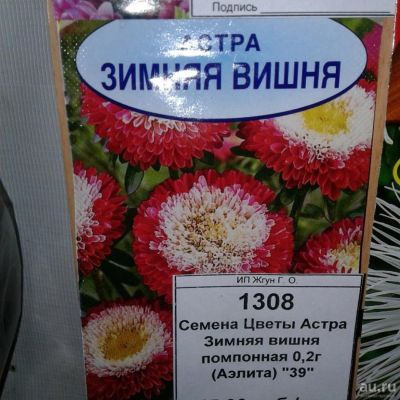 Лот: 9110989. Фото: 1. Семена / цветы / Астра / Зимняя... Садовые цветы
