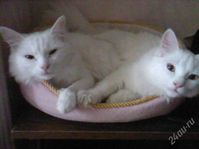 Лот: 1170784. Фото: 1. отдам котят беленьких в добрые... Остальные животные