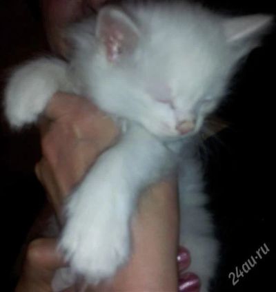 Лот: 1470570. Фото: 1. Котят в хорошие ручки. Кошки, котята
