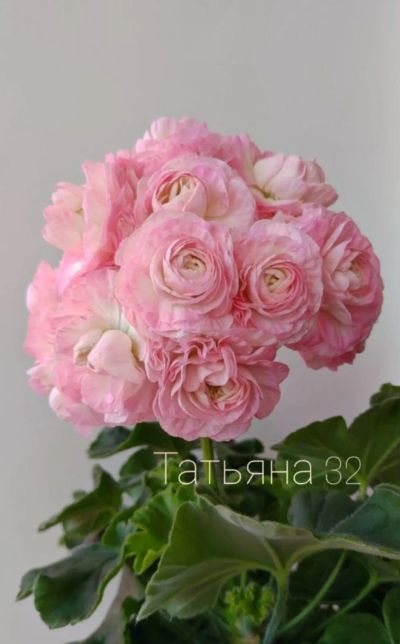 Лот: 20305381. Фото: 1. Сортовая пеларгония ТА Эммануэль. Горшечные растения и комнатные цветы