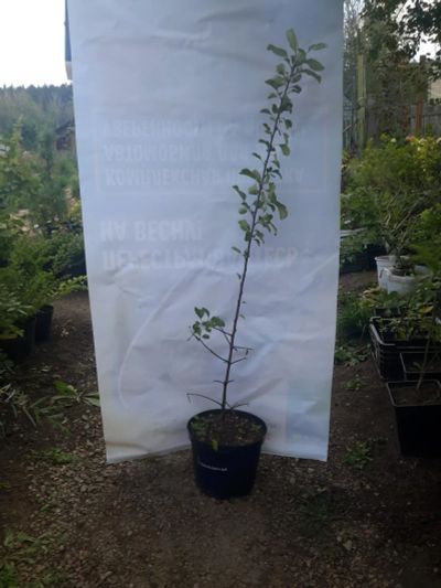 Лот: 10123354. Фото: 1. Полукультурка (ранетка) сорт... Фрукты и орехи