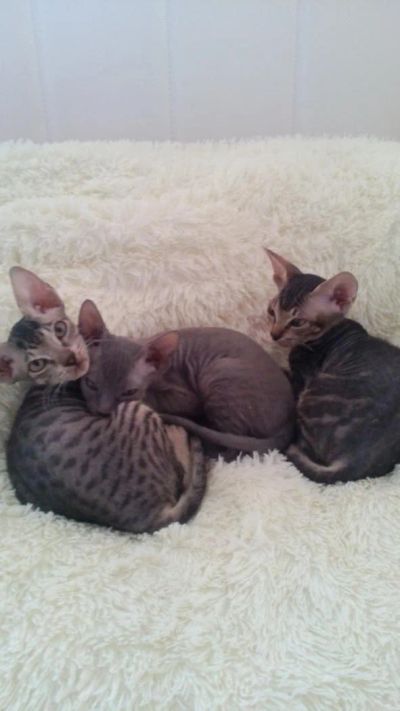 Лот: 9188024. Фото: 1. продам катят донской сфинкс. Кошки, котята
