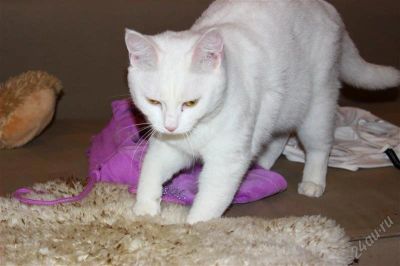 Лот: 2455607. Фото: 1. отдам белоснежную кошку в хорошие... Кошки, котята