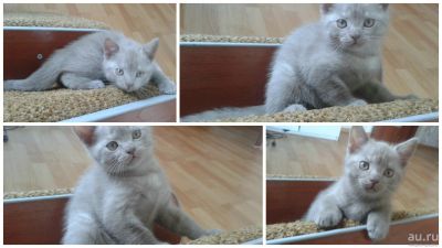 Лот: 8412950. Фото: 1. Продам масенького шотландец прямоухий... Кошки, котята