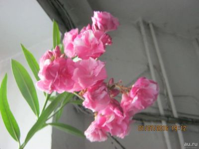 Лот: 10198661. Фото: 1. олеандр черенок. Горшечные растения и комнатные цветы