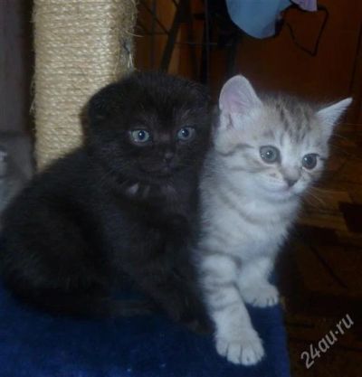 Лот: 1471805. Фото: 1. Шотландский вислоухий шоколадный... Кошки, котята