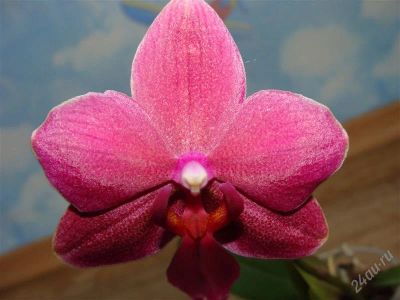 Лот: 1057176. Фото: 1. Орхидея Фаленопсис. Горшечные растения и комнатные цветы