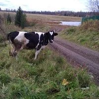 Лот: 16726944. Фото: 1. Молоко, натуральное коровье.всегда... Молоко и молочные продукты