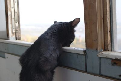 Лот: 4307783. Фото: 1. Кошка в добрые руки. Кошки, котята