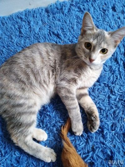 Лот: 13680054. Фото: 1. кошечка 3 или 4 мес. Кошки, котята