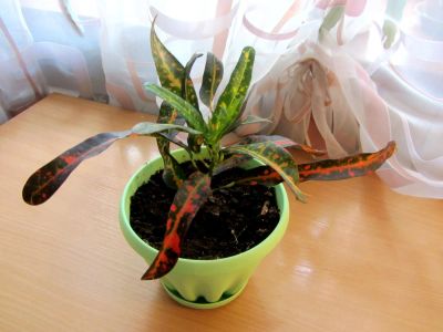 Лот: 10690241. Фото: 1. Кротон. Горшечные растения и комнатные цветы