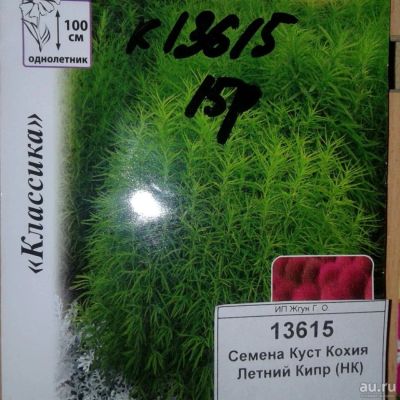 Лот: 9118479. Фото: 1. Семена / цветы / Куст Кохия... Садовые цветы