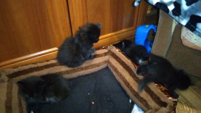 Лот: 12665876. Фото: 1. Отдаю безоплатно котёнка или котят... Кошки, котята