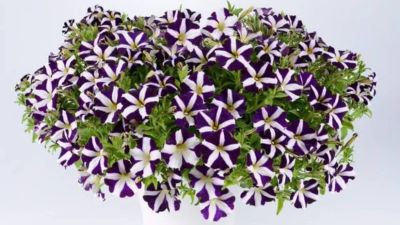 Лот: 13743496. Фото: 1. Петуния вегетативная Amore Purple... Садовые цветы