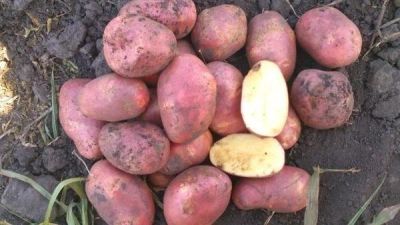 Лот: 17663408. Фото: 1. 2 ведра отборных СЕМЯН Картофеля... Овощи