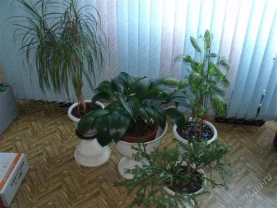 Лот: 2890800. Фото: 1. 4 цветка по цене одного,5-й в... Горшечные растения и комнатные цветы