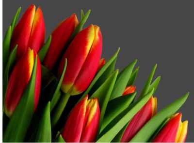 Лот: 16993069. Фото: 1. Тюльпаны оптом Bang Kok Новосибирск... Свежие цветы