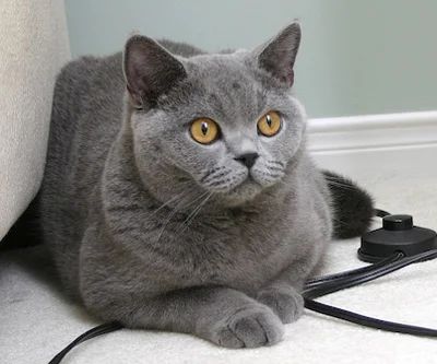 Лот: 4992329. Фото: 1. Даром кошка Царина. Кошки, котята