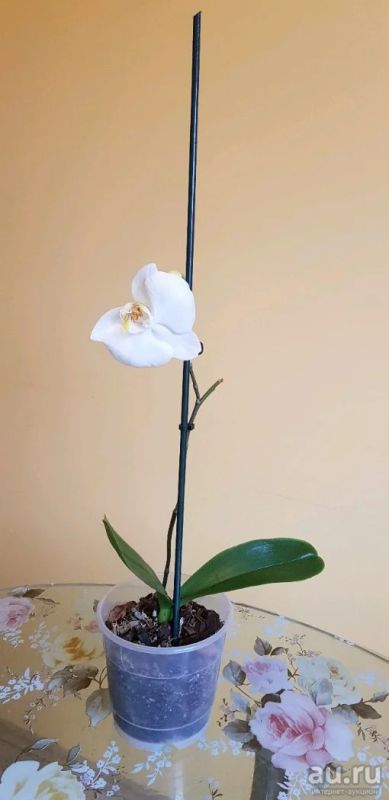Лот: 13498820. Фото: 1. Орхидея фаленопсис белая Цветет. Горшечные растения и комнатные цветы