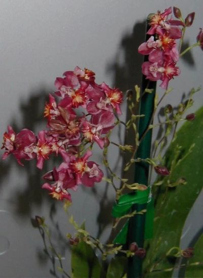 Лот: 12682497. Фото: 1. Орхидея онцидиум розовый. Горшечные растения и комнатные цветы