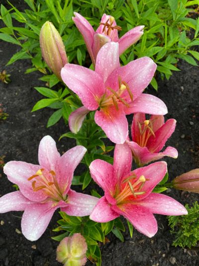 Лот: 23320540. Фото: 1. Сортовая гибридная лилия. Луковицы. Садовые цветы
