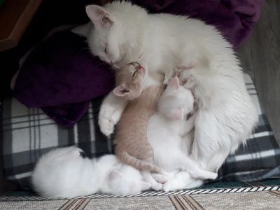 Лот: 14616087. Фото: 1. Котята родились 20 августа. Кошки, котята