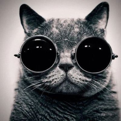 Лот: 4908884. Фото: 1. Отдаю шикарного британца!. Кошки, котята