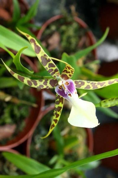 Лот: 7473618. Фото: 1. Орхидея паук "Брассия" молодой... Горшечные растения и комнатные цветы