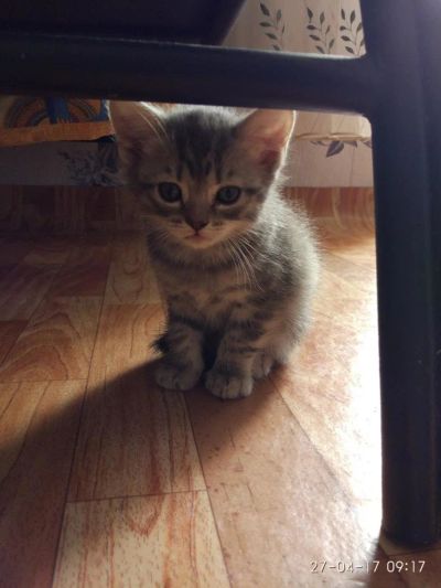 Лот: 9573493. Фото: 1. Шотландский прямоухий скоттиш-старайт... Кошки, котята