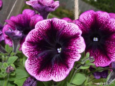 Лот: 5290304. Фото: 1. Петуния sweet pleasure violet... Другое (семена, рассада, садовые растения)