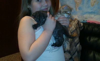Лот: 8907033. Фото: 1. Шотландские котята. Кошки, котята