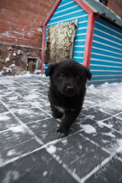 Лот: 2474756. Фото: 1. Отдам щенка немецкой овчарки... Собаки, щенки