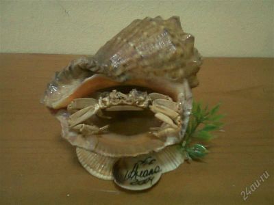 Лот: 2730993. Фото: 1. Ракушка из Анапы. Сувенирные мелочи