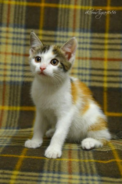 Лот: 8686336. Фото: 1. Котенок, девочка, трехцветка. Кошки, котята
