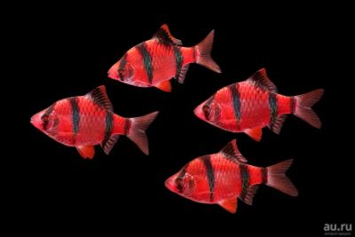 Лот: 14803570. Фото: 1. Барбус Суматранский, Красный Арбуз... Рыбки