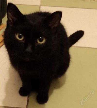Лот: 2436116. Фото: 1. Котенок "Черный". Кошки, котята